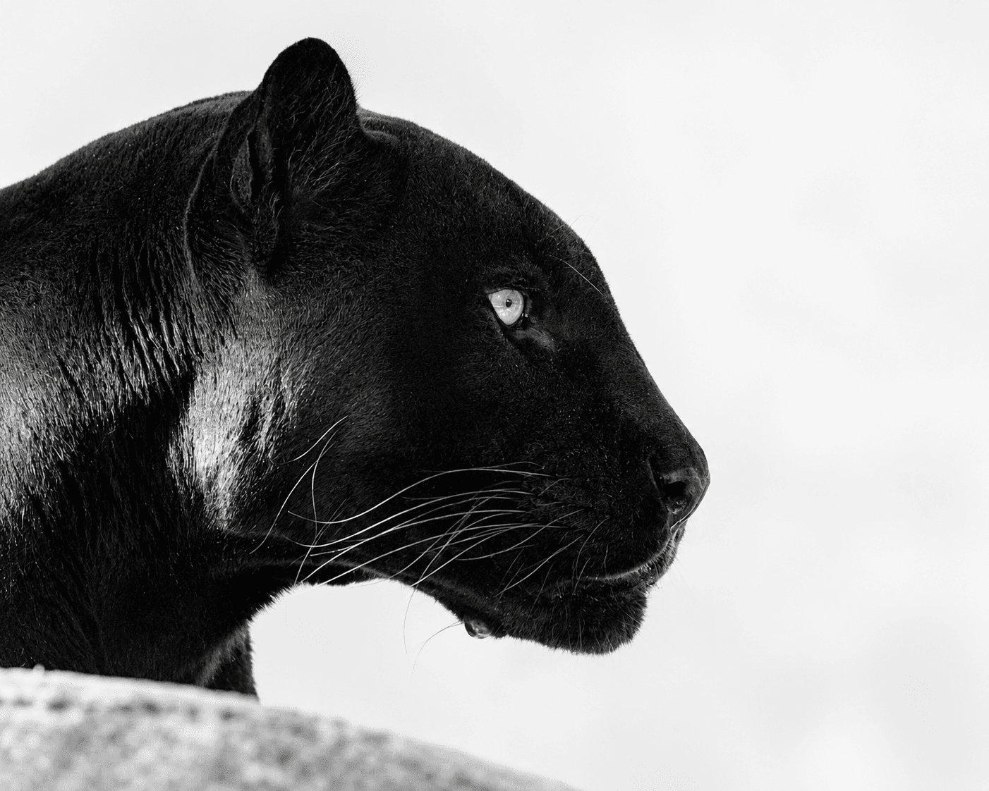 Black panther head in profile, looking right